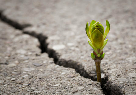 <span style="font-weight: bold;">Plano de Recuperação de Áreas Degradadas - PRAD</span><br>